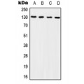 LifeSab™ p130 Cas (pY249) Rabbit pAb (50 µl)