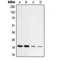 LifeSab™ TOM20 Rabbit pAb (50 µl)