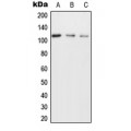 LifeSab™ NICE4 Rabbit pAb (50 µl)