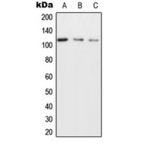 LifeSab™ NICE4 Rabbit pAb (50 µl)