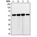 LifeSab™ G3BP2 Rabbit pAb (50 µl)