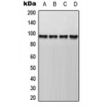 LifeSab™ AKAP8 Rabbit pAb (50 µl)