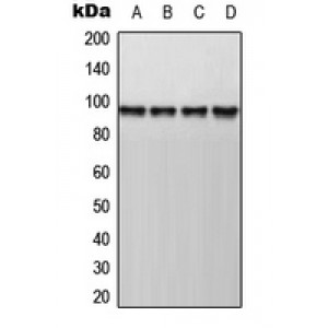 LifeSab™ AKAP8 Rabbit pAb (50 µl)