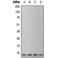 LifeSab™ IFITM3 Rabbit pAb (50 µl)