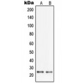 LifeSab™ PGRMC2 Rabbit pAb (50 µl)