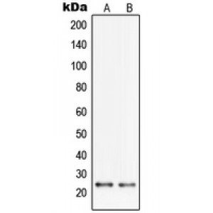 LifeSab™ PGRMC2 Rabbit pAb (50 µl)
