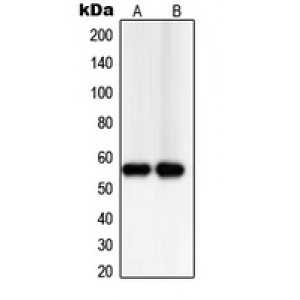 LifeSab™ TXNRD2 Rabbit pAb (50 µl)