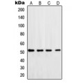 LifeSab™ DNA Polymerase delta 3 Rabbit pAb (50 µl)