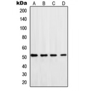 LifeSab™ DNA Polymerase delta 3 Rabbit pAb (50 µl)