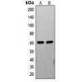 LifeSab™ FAST Kinase Rabbit pAb (50 µl)
