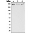 LifeSab™ ZC3H13 Rabbit pAb (50 µl)