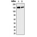 LifeSab™ KIF4A Rabbit pAb (50 µl)