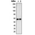LifeSab™ SHCB Rabbit pAb (50 µl)