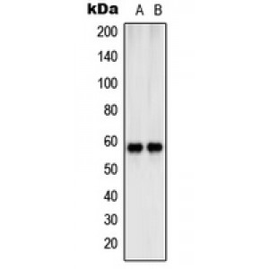 LifeSab™ SHCB Rabbit pAb (50 µl)