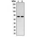 LifeSab™ SENP1 Rabbit pAb (50 µl)