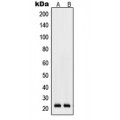 LifeSab™ RhoD Rabbit pAb (50 µl)