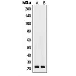 LifeSab™ RhoD Rabbit pAb (50 µl)