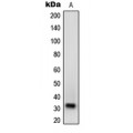 LifeSab™ NXPH1 Rabbit pAb (50 µl)