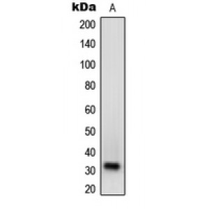 LifeSab™ NXPH1 Rabbit pAb (50 µl)