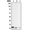 LifeSab™ RPL26L1 Rabbit pAb (50 µl)
