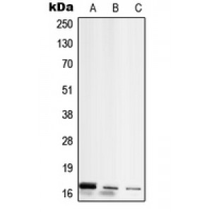 LifeSab™ RPL26L1 Rabbit pAb (50 µl)