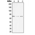 LifeSab™ CLIP4 Rabbit pAb (50 µl)