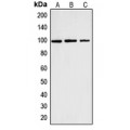 LifeSab™ Cyclin M2 Rabbit pAb (50 µl)
