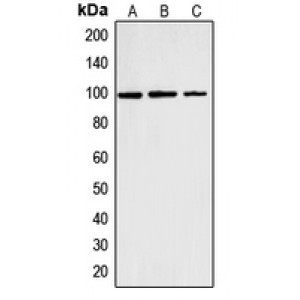 LifeSab™ Cyclin M2 Rabbit pAb (50 µl)