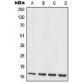 LifeSab™ MRPL20 Rabbit pAb (50 µl)