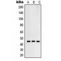 LifeSab™ RNF130 Rabbit pAb (50 µl)