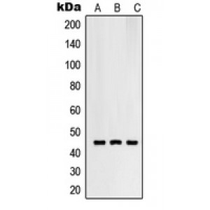 LifeSab™ RNF130 Rabbit pAb (50 µl)