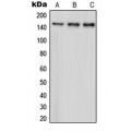 LifeSab™ PARD3 Rabbit pAb (50 µl)