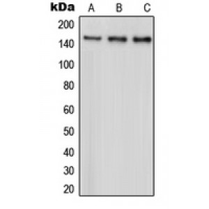 LifeSab™ PARD3 Rabbit pAb (50 µl)