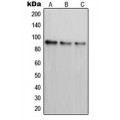 LifeSab™ PAK7 Rabbit pAb (50 µl)