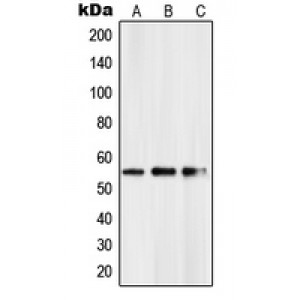 LifeSab™ PKNOX2 Rabbit pAb (50 µl)
