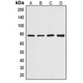 LifeSab™ Artemis (pS516) Rabbit pAb (50 µl)