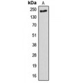 LifeSab™ ANAPC1 Rabbit pAb (50 µl)
