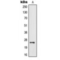 LifeSab™ MOB3B Rabbit pAb (50 µl)