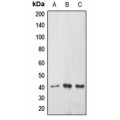 LifeSab™ ABHD9 Rabbit pAb (50 µl)