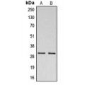 LifeSab™ CSP Rabbit pAb (50 µl)