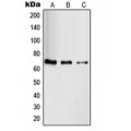 LifeSab™ RAB11FIP4 Rabbit pAb (50 µl)