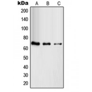 LifeSab™ RAB11FIP4 Rabbit pAb (50 µl)