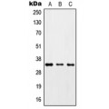 LifeSab™ ZC3H8 Rabbit pAb (50 µl)