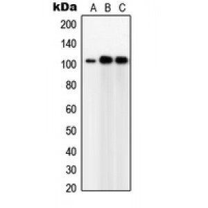 LifeSab™ GPC5 Rabbit pAb (50 µl)
