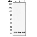 LifeSab™ SENP8 Rabbit pAb (50 µl)