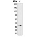 LifeSab™ CADM4 Rabbit pAb (50 µl)