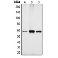 LifeSab™ Cytochrome P450 4X1 Rabbit pAb (50 µl)