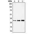 LifeSab™ FOXR1 Rabbit pAb (50 µl)