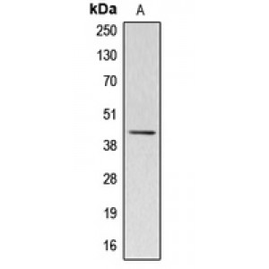 LifeSab™ Kappa-actin Rabbit pAb (50 µl)