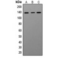 LifeSab™ ADAR1 Rabbit pAb (50 µl)